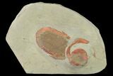 Asaphellus Trilobite With Unidentified Carpoid - Morocco #141893-1